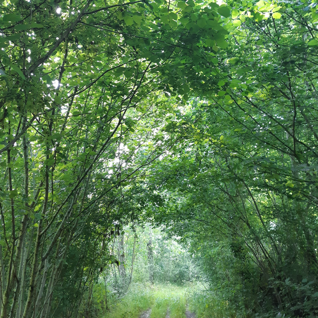 
                  
                    BLANC aérien et floral
                  
                