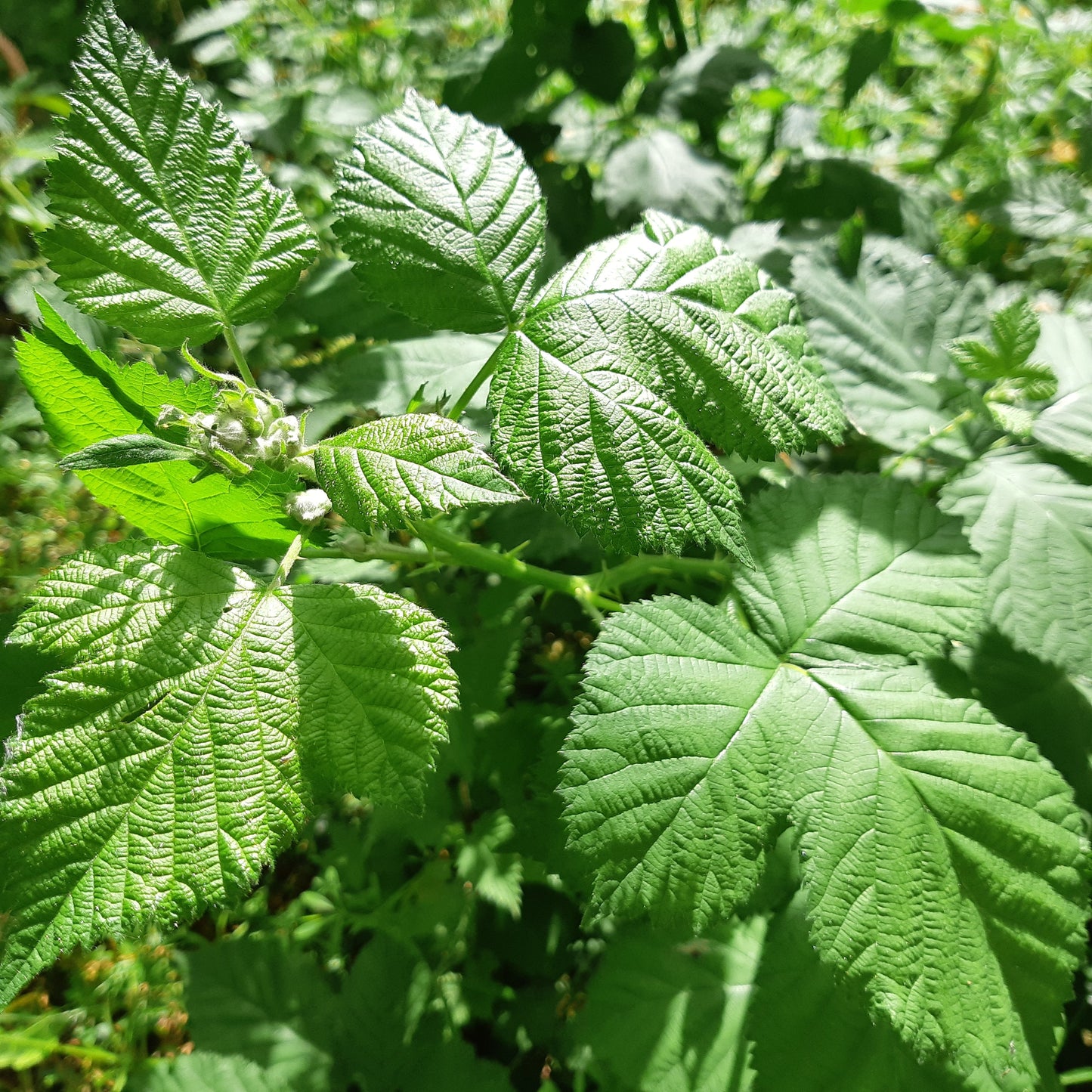 
                  
                    A LA MENTHE  naturellement mentholé
                  
                