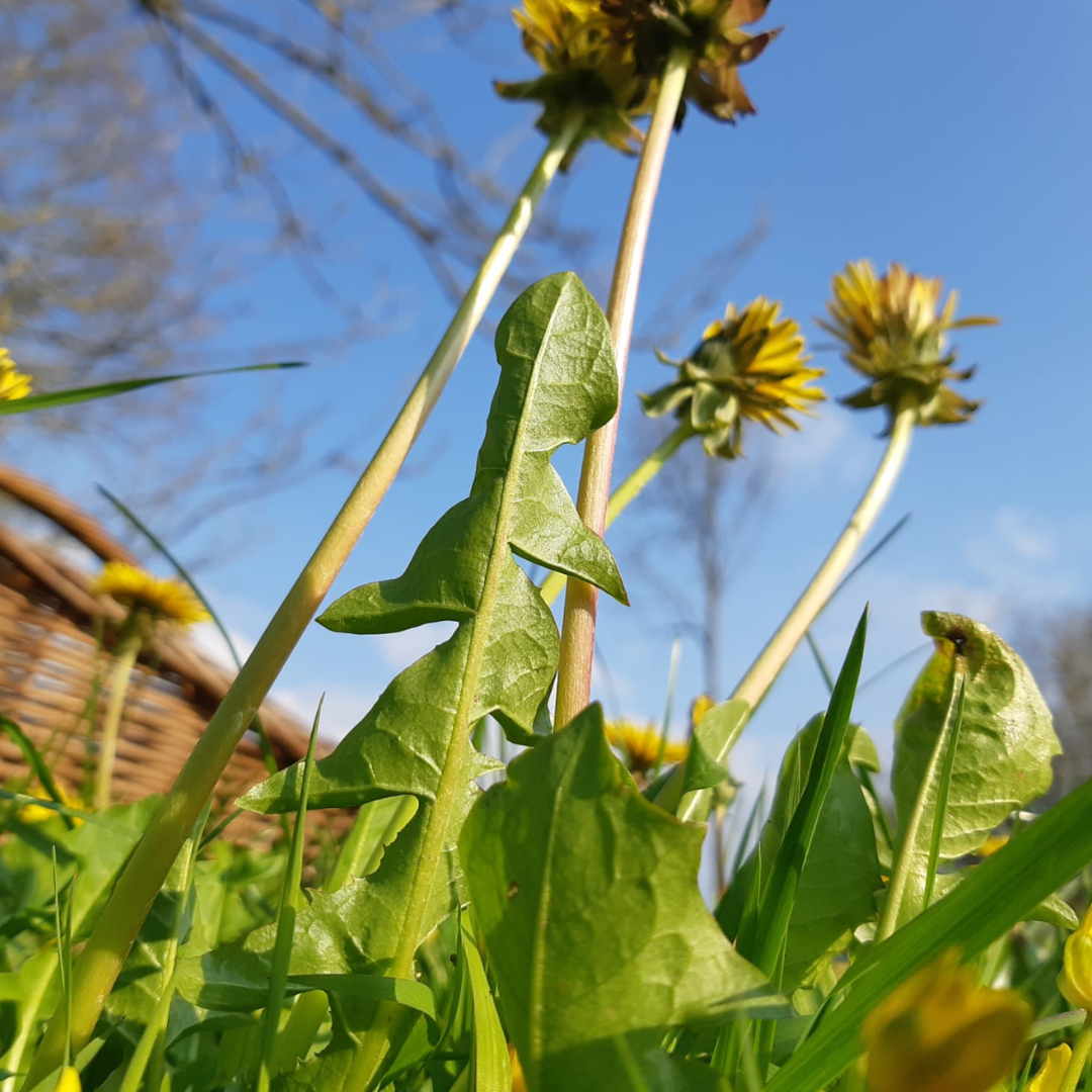 
                  
                    BLANC AVEC PIECE UNIQUE MUG
                  
                