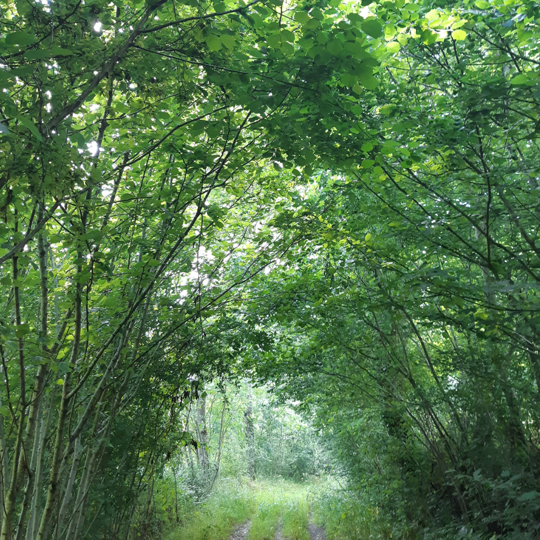 
                  
                    EMERAUDE I minéral et subtil
                  
                