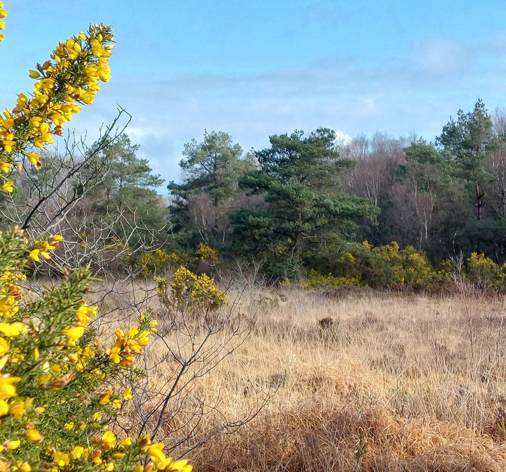 
                  
                    JAUNE frais et aromatique
                  
                