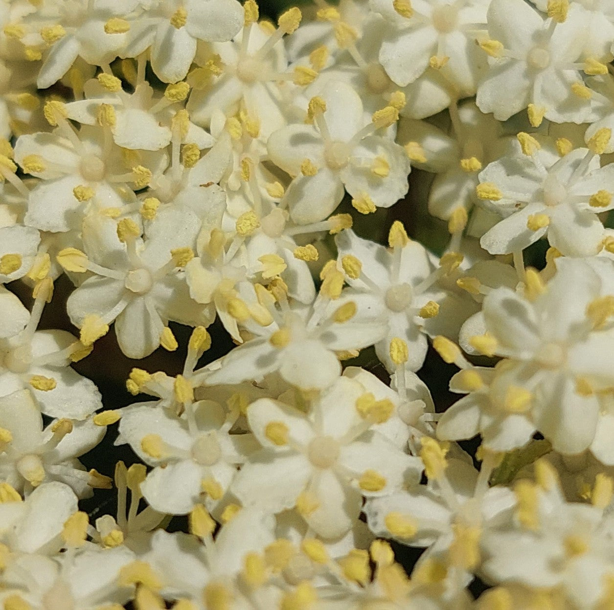 
                  
                    BLANC I aérien et floral
                  
                